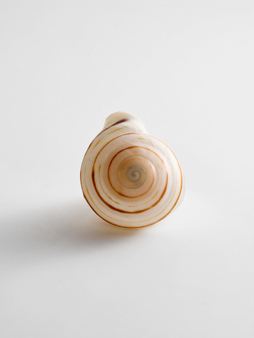 Santana Shell Statement Ring - Natural