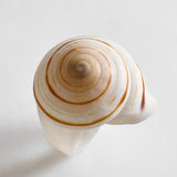 Santana Shell Statement Ring - Natural